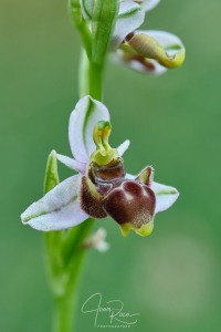 Ophrys santonica (J.M.Mathé & Melki, 1994)