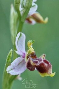 Ophrys santonica (J.M.Mathé & Melki, 1994)