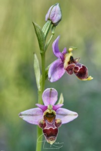 Ophrys santonica (J.M.Mathé & Melki, 1994)