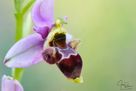 Ophrys santonica (J.M.Mathé & Melki, 1994)