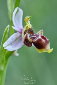 Ophrys santonica (J.M.Mathé & Melki, 1994)