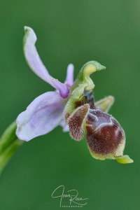 Ophrys santonica (J.M.Mathé & Melki, 1994)