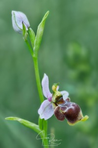 Ophrys santonica (J.M.Mathé & Melki, 1994)