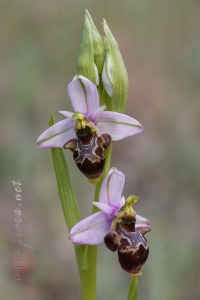 Ophrys scolopax Cav. Ophrys scolopax Cav.