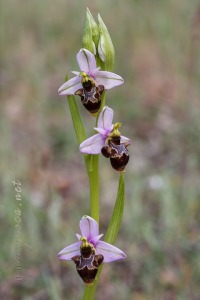 Ophrys scolopax Cav. Ophrys scolopax Cav.