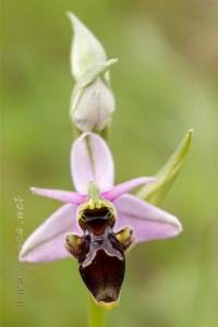 Ophrys scolopax Cav. Ophrys scolopax Cav.