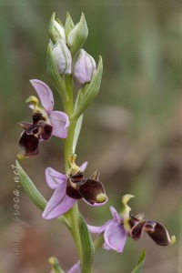 Ophrys scolopax Cav. Ophrys scolopax Cav.