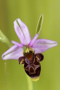 Ophrys scolopax Cav. Ophrys scolopax Cav.