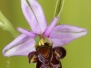 Ophrys scolopax
