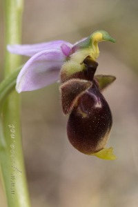 Ophrys scolopax Cav. Ophrys scolopax Cav.