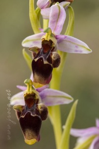 Ophrys scolopax Cav. Ophrys scolopax Cav.