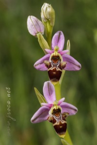 Ophrys scolopax Cav. Ophrys scolopax Cav.
