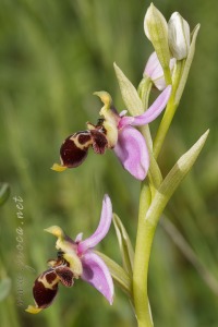 Ophrys scolopax Cav. Ophrys scolopax Cav.
