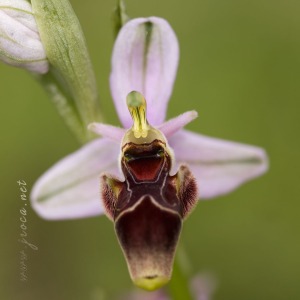 Ophrys scolopax Cav. Ophrys scolopax Cav.