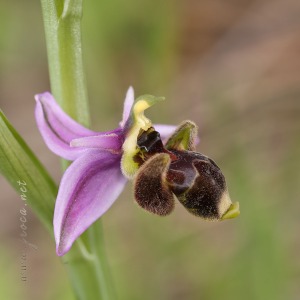 Ophrys scolopax Cav. Ophrys scolopax Cav.