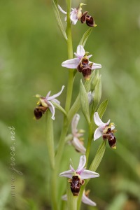 Ophrys scolopax Cav. Ophrys scolopax Cav.