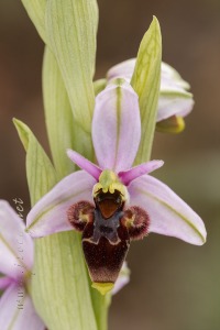 Ophrys scolopax Cav. Ophrys scolopax Cav.