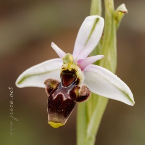 Ophrys scolopax Cav. Ophrys scolopax Cav.
