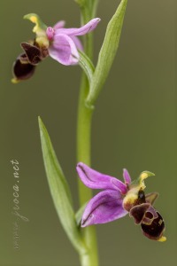 Ophrys scolopax Cav. Ophrys scolopax Cav.