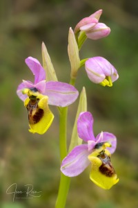 Ophrys spectabilis (Kreutz & Zelesny) Paulus 2011 Ophrys spectabilis (Kreutz & Zelesny) Paulus 2011