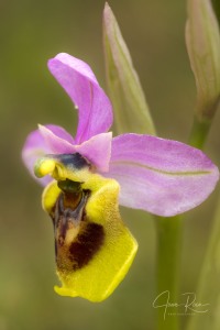 Ophrys spectabilis (Kreutz & Zelesny) Paulus 2011 Ophrys spectabilis (Kreutz & Zelesny) Paulus 2011