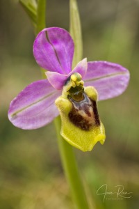 Ophrys spectabilis (Kreutz & Zelesny) Paulus 2011 Ophrys spectabilis (Kreutz & Zelesny) Paulus 2011