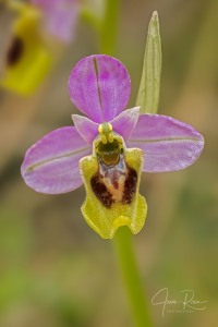 Ophrys spectabilis (Kreutz & Zelesny) Paulus 2011 Ophrys spectabilis (Kreutz & Zelesny) Paulus 2011