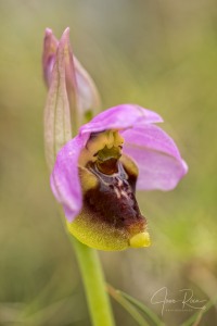 Ophrys spectabilis (Kreutz & Zelesny) Paulus 2011 Ophrys spectabilis (Kreutz & Zelesny) Paulus 2011
