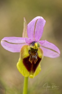 Ophrys spectabilis (Kreutz & Zelesny) Paulus 2011 Ophrys spectabilis (Kreutz & Zelesny) Paulus 2011