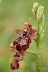 Ophrys speculum x Ophrys catalaunica