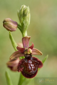 Ophrys speculum x Ophrys catalaunica