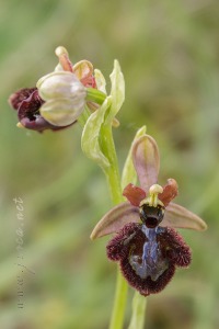 Ophrys speculum x Ophrys catalaunica
