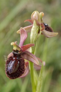 Ophrys speculum x Ophrys catalaunica