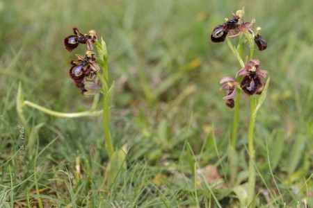 Ophrys speculum x Ophrys catalaunica