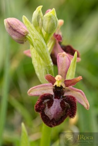Ophrys speculum x Ophrys catalaunica
