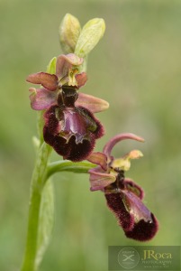 Ophrys speculum x Ophrys catalaunica