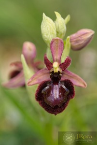 Ophrys speculum x Ophrys catalaunica