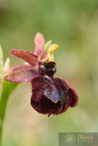 Ophrys speculum x Ophrys catalaunica