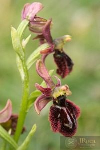 Ophrys speculum x Ophrys catalaunica