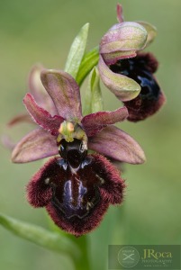Ophrys speculum x Ophrys catalaunica