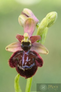 Ophrys speculum x Ophrys catalaunica