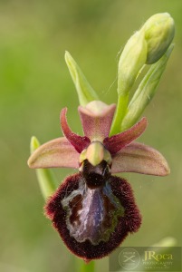 Ophrys speculum x Ophrys catalaunica