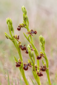 Ophrys speculum Link