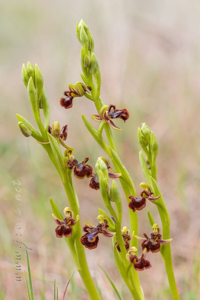 Ophrys speculum Link