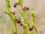 Ophrys speculum
