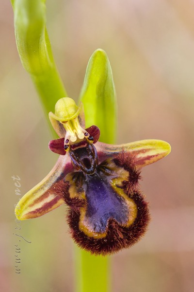 Ophrys speculum Link