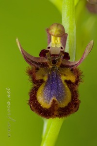 Ophrys speculum Link