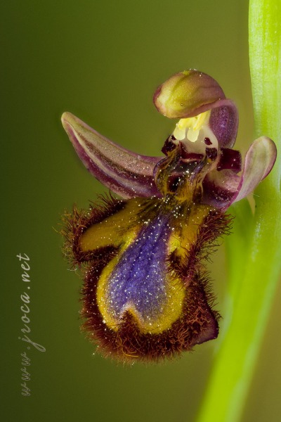 Ophrys speculum Link