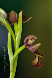 Ophrys speculum Link