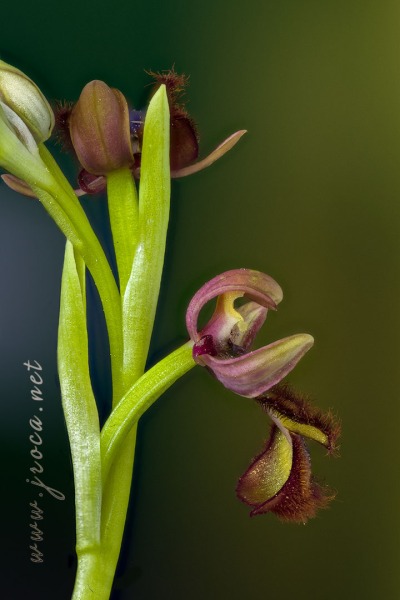 Ophrys speculum Link